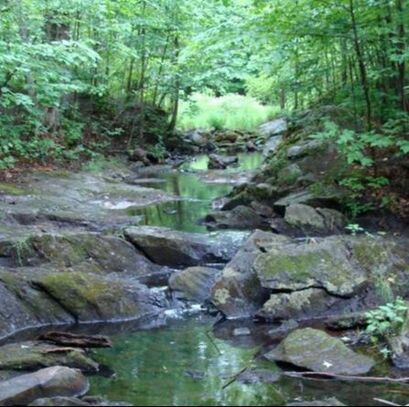 A stream in a forest full of green trees.